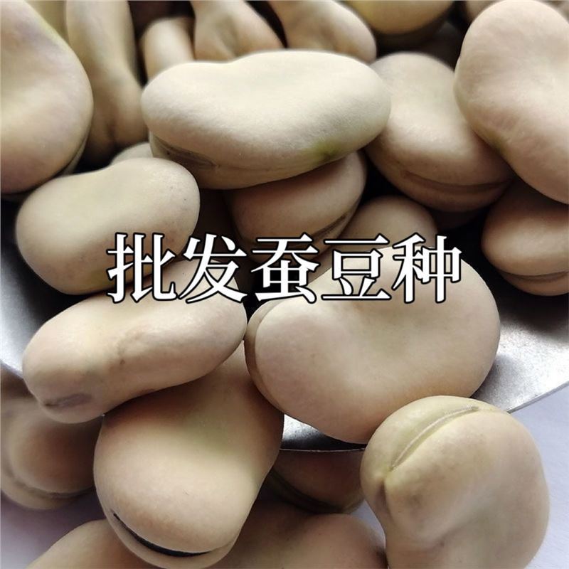 Japanese white skinned fava bean seeds are grown by farmers