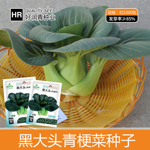 黑大头青菜种子黑叶矮脚苏州青油