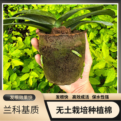 兰专用新型基质进口泥炭合成棉透