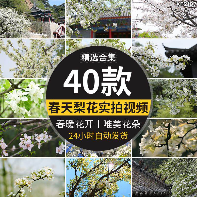 春天梨树开花朵梨花盛开绽放特写古建筑唯美春暖花开实拍视频素材