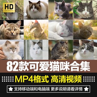 高清可爱小猫咪花猫萌宠撒娇宠物实拍特写镜头自媒体短片实拍素材
