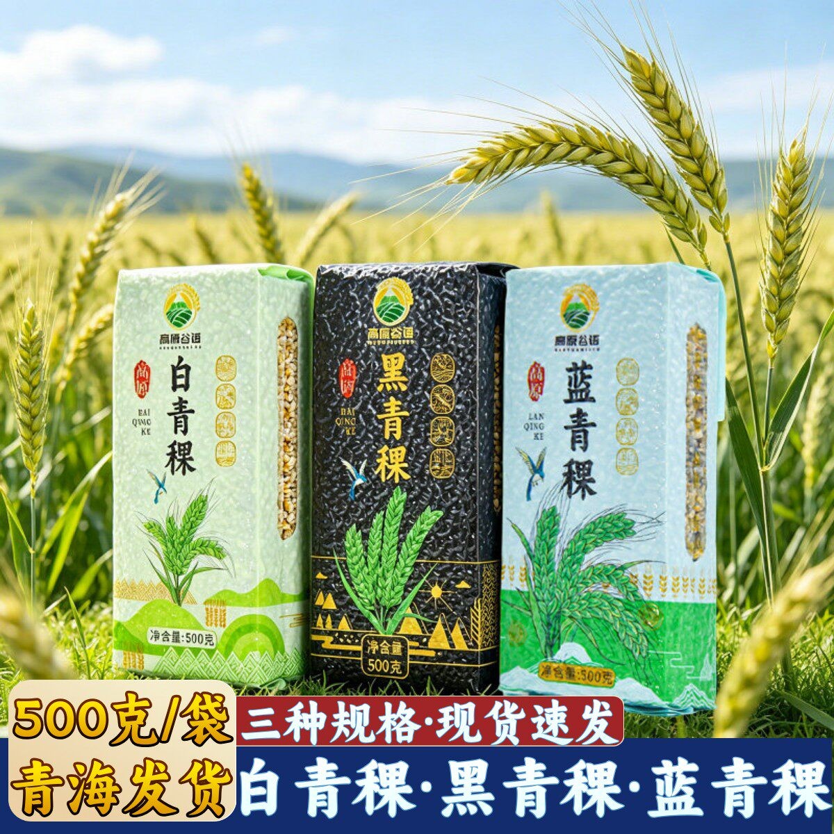青海特产高原谷语黑青稞米白青稞米蓝青稞粗粮谷物煮粥大麦仁甜醅图片