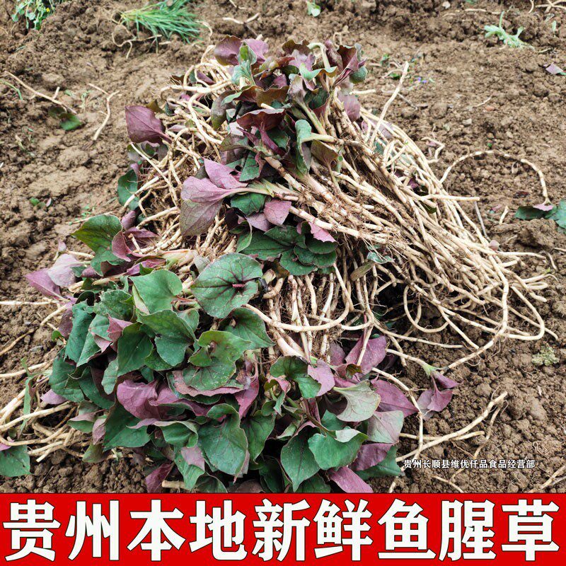 1斤-5斤贵州长顺本地生长农家新鲜鱼腥草现挖折耳根凉拌菜节节根