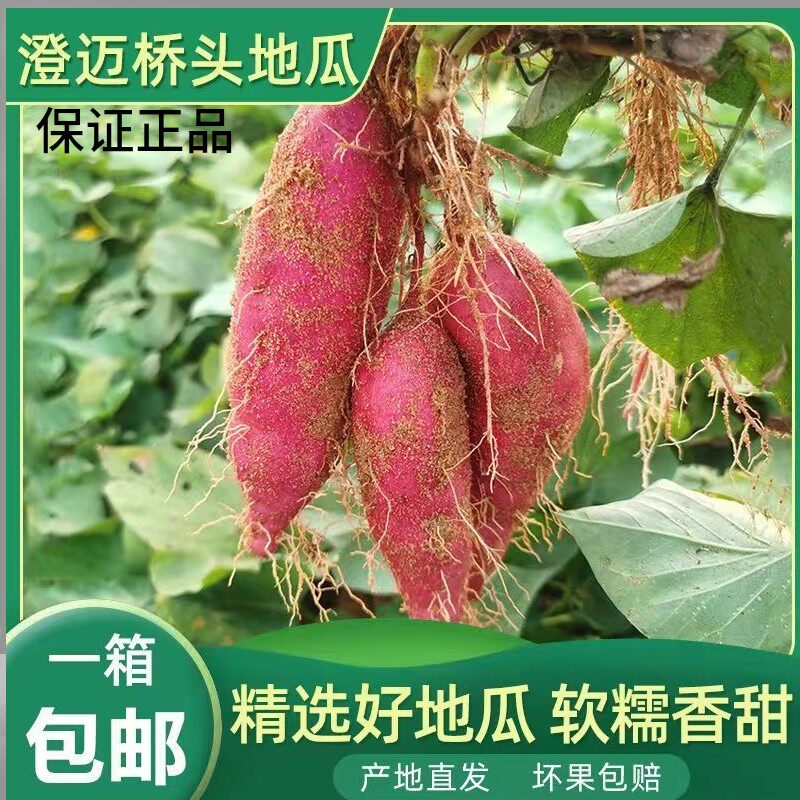 海南特产桥头地瓜香甜软糯饱满红薯干面番薯板栗味农产品5/9斤