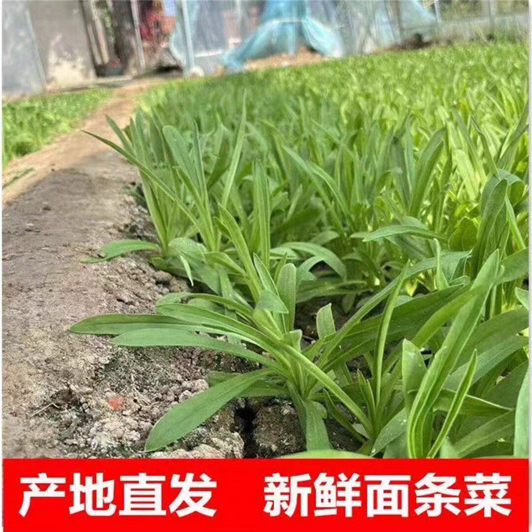 新鲜面条菜羊蹄颗野菜现挖现发农家自种美味面条菜