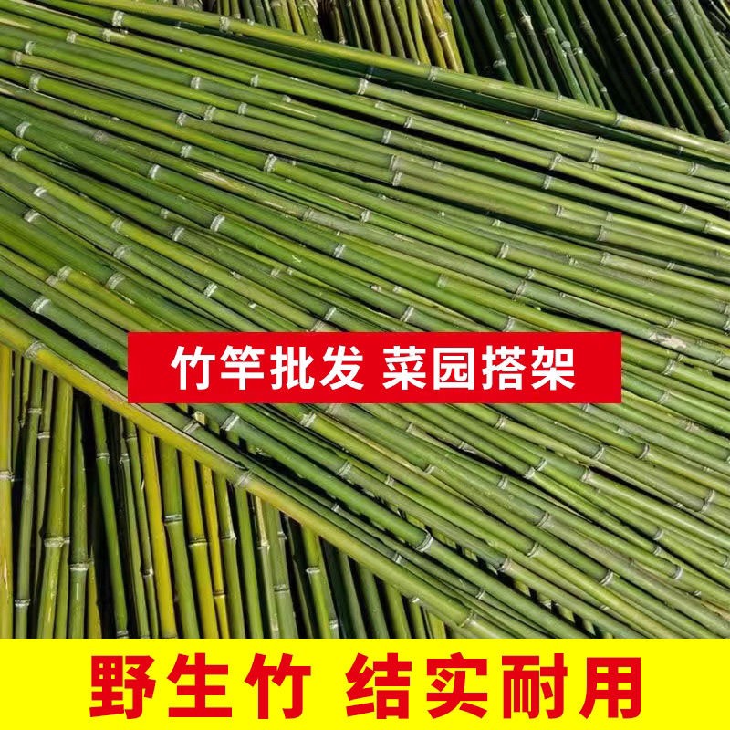 竹竿菜园搭架蔬菜黄瓜番茄豆角架杆竹篱笆栅栏小竹子细竹竿爬藤架