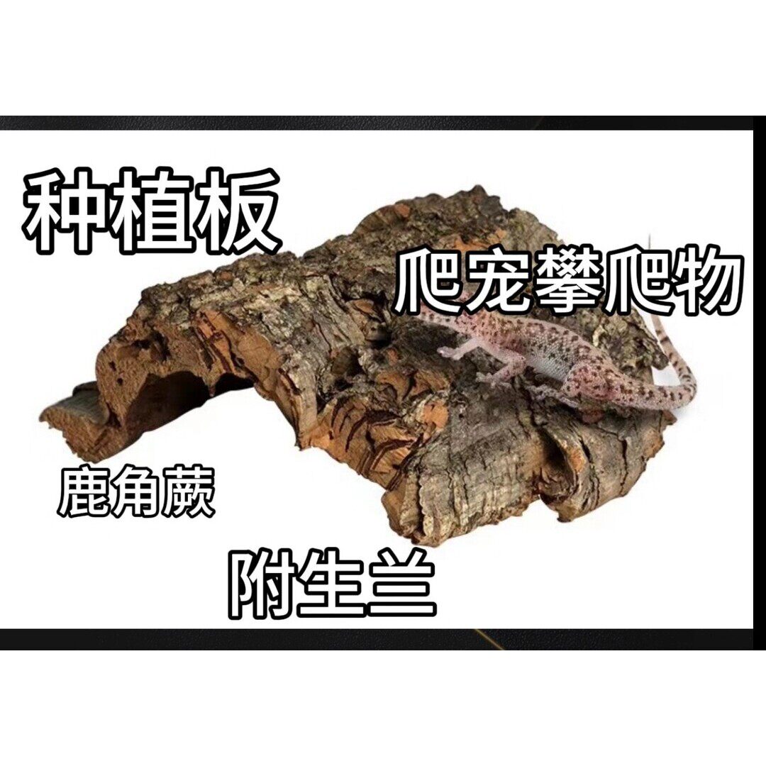 葡萄牙软木板植树皮软木板造景种植天然孔洞裂纹树洞发货全新出售