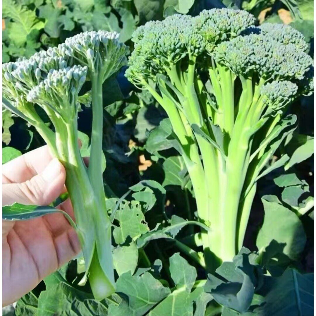云南新鲜西兰苔芥兰花菜现摘现发新鲜蔬菜产地直销甜杆西兰苔