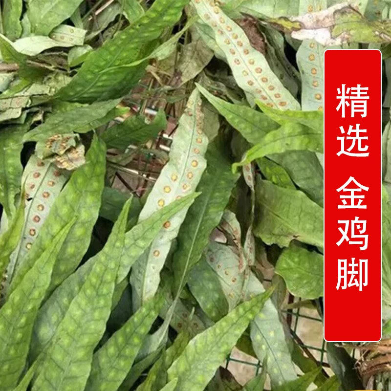 秦岭野生中药材金鸡脚500g别名鹅掌金星草三叉剑鸭脚草七星草