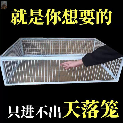 天落笼捕捉神器祇进不出鸟室外鸽子笼加厚加密全自动收活络撞门