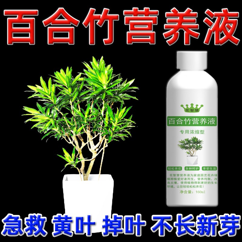百合竹专用营养液水培肥料专用肥室内叶子发黄黄叶掉叶怎么回事图片