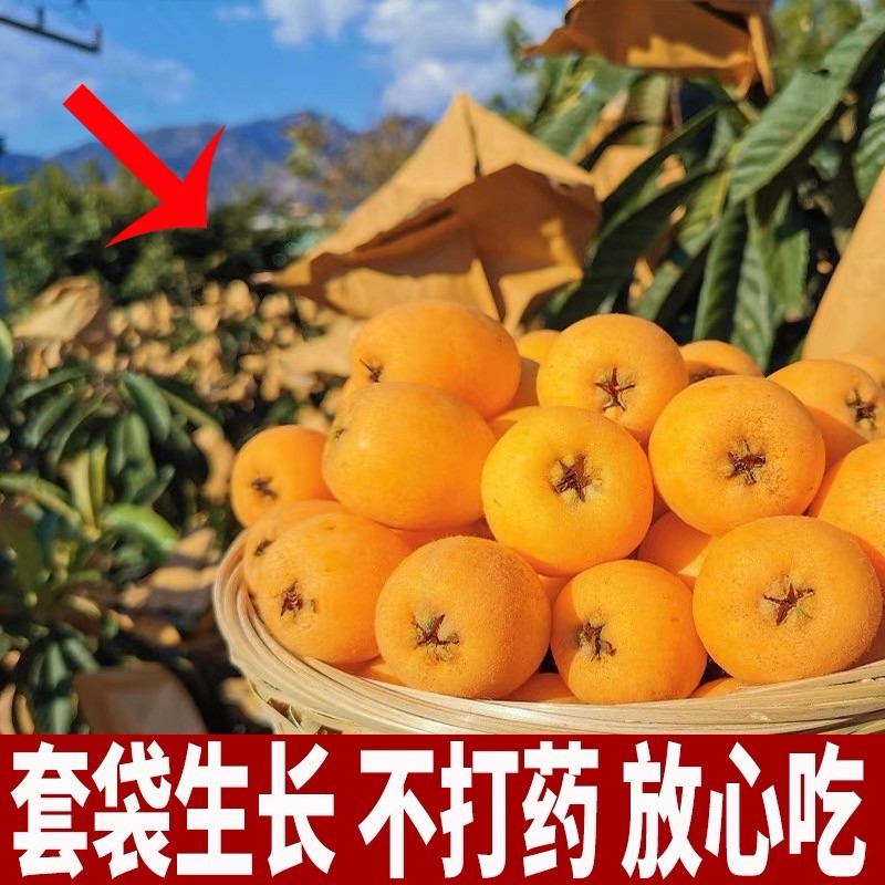 正宗四川攀枝花高山现摘新鲜甜早春枇杷皮薄多汁孕妇水果包邮