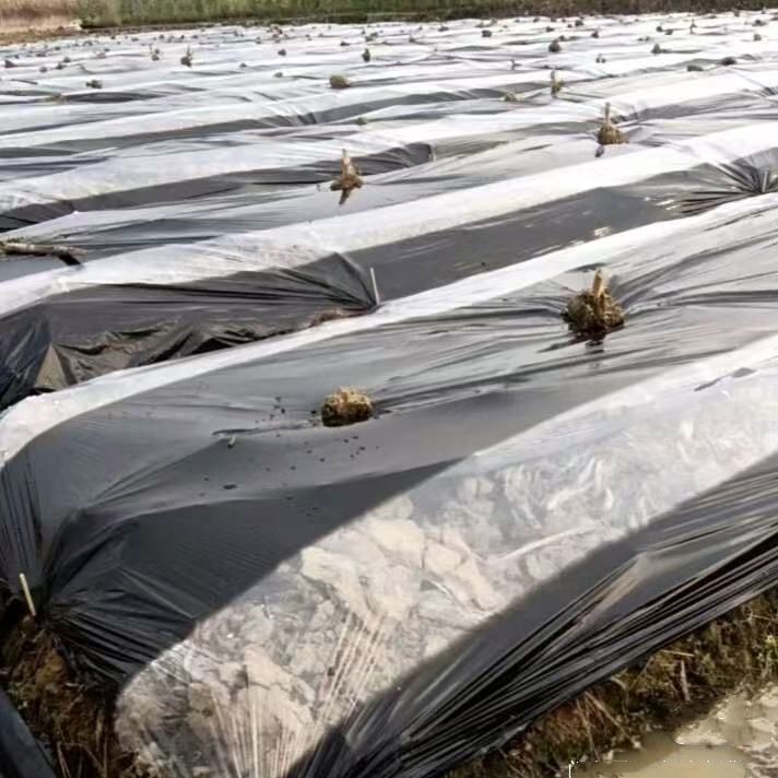 农用塑料薄膜黑白相间地膜单白双白地膜黑地膜保温保湿防草蔬菜