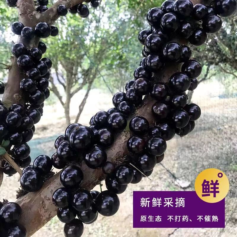 果园直发嘉宝果新鲜树葡萄头茬鲜果孕妇水果现采45颗-3斤