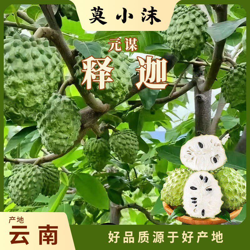 云南新鲜释迦果当季热带水果香甜佛头果顺丰快递