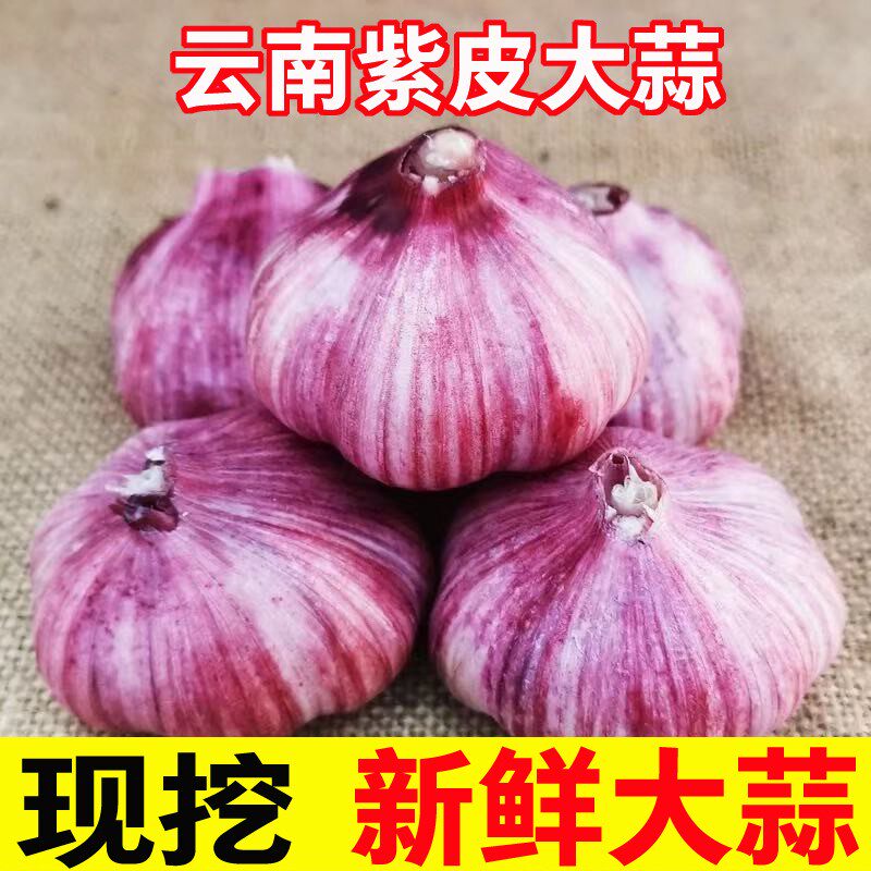 【新蒜直降】2026年云南新鲜现挖紫皮大蒜头红皮多瓣大蒜可泡糖蒜