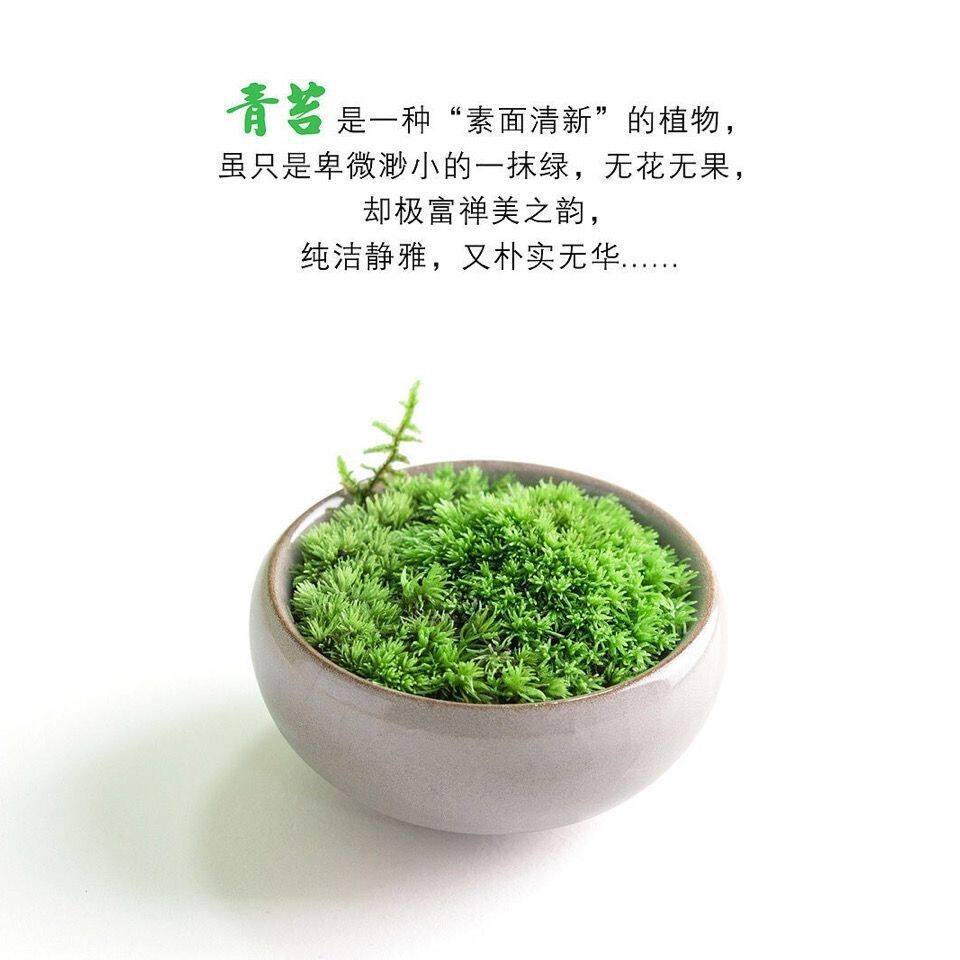 喷水就活青苔室内桌面小盆栽苔藓微景观生态瓶迷你植物微盆景绿植