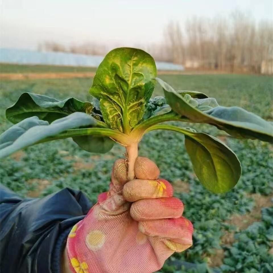 河南露天霜打矮杆红根趴地笨菠菜厚叶菠菜新鲜现挖
