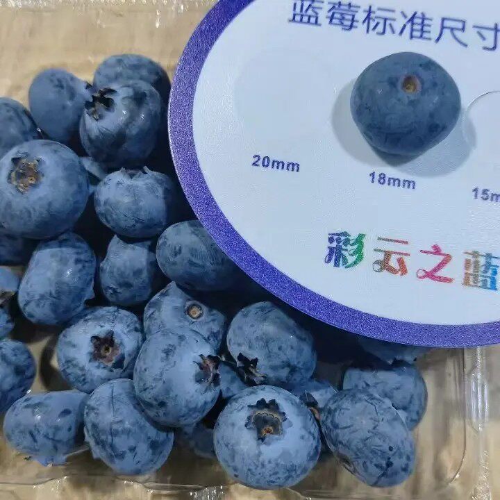 狗哥严选云南花香蓝莓 15mm+ 125g*4 盒 净重500起 内附果径卡