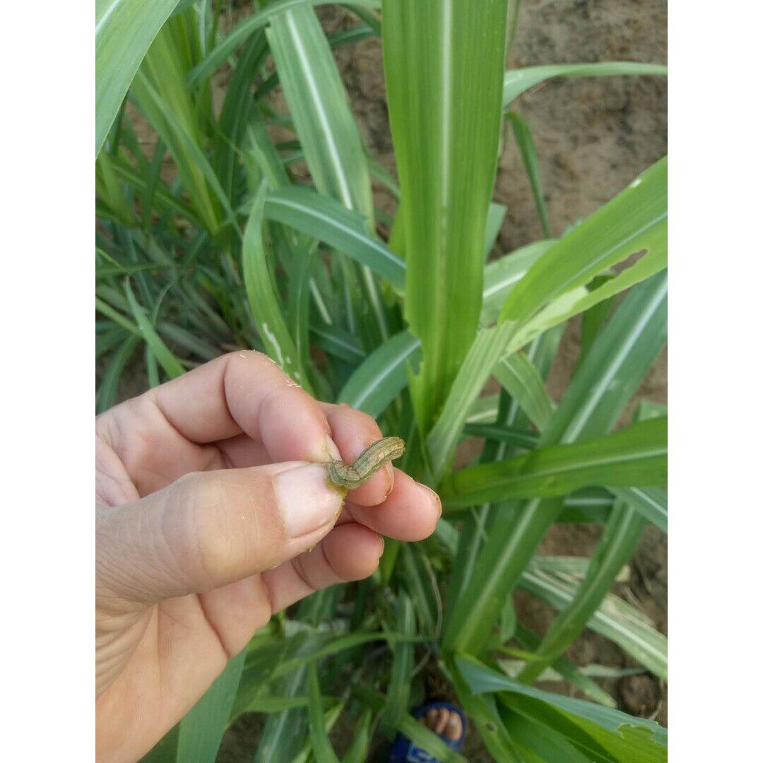 甘蔗钻心虫螟虫食心虫防治甘蔗害虫全灭杀虫百虫通用型