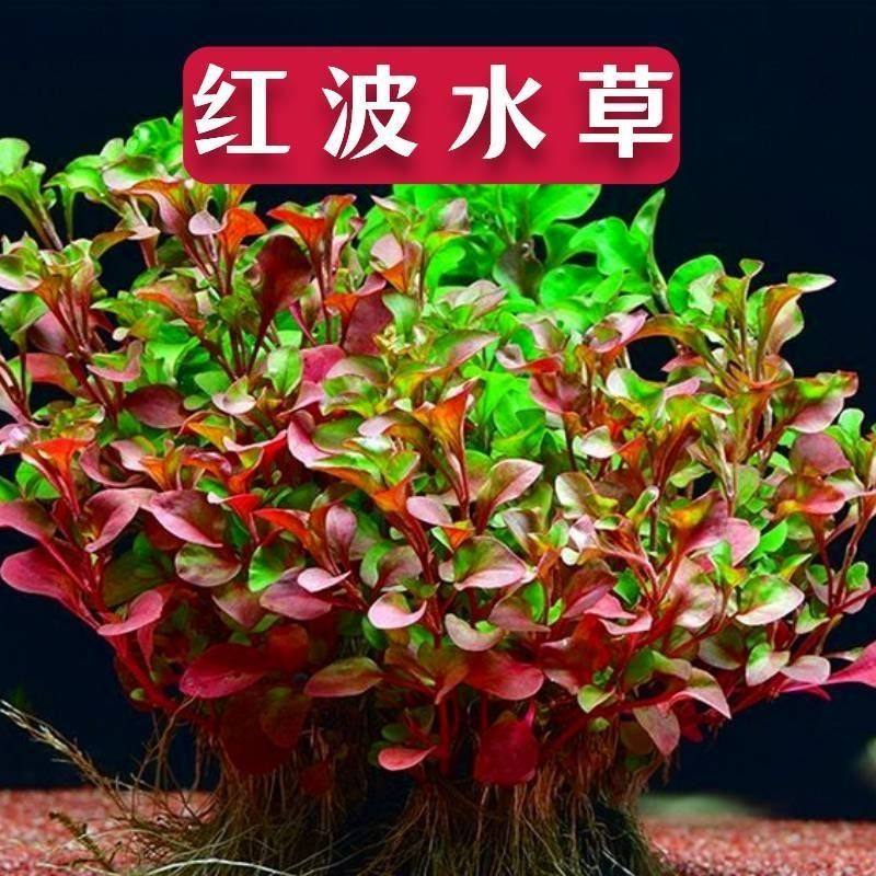红波水草活体真植物好养鱼缸造景阴性水草淡水创意迷你植物好玩新