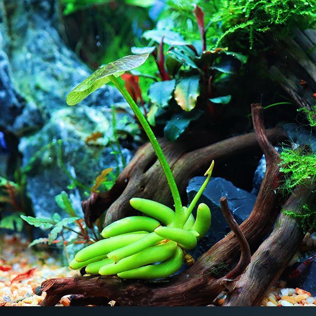 香蕉草懒人水草鱼缸造景净化水质迷你前景草无需种植新手易养活