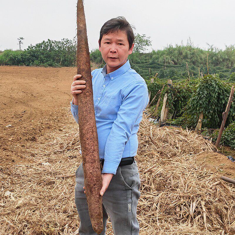 加长淮山山药种植模具横向生长引导槽浅生加厚排水田间新型使用槽