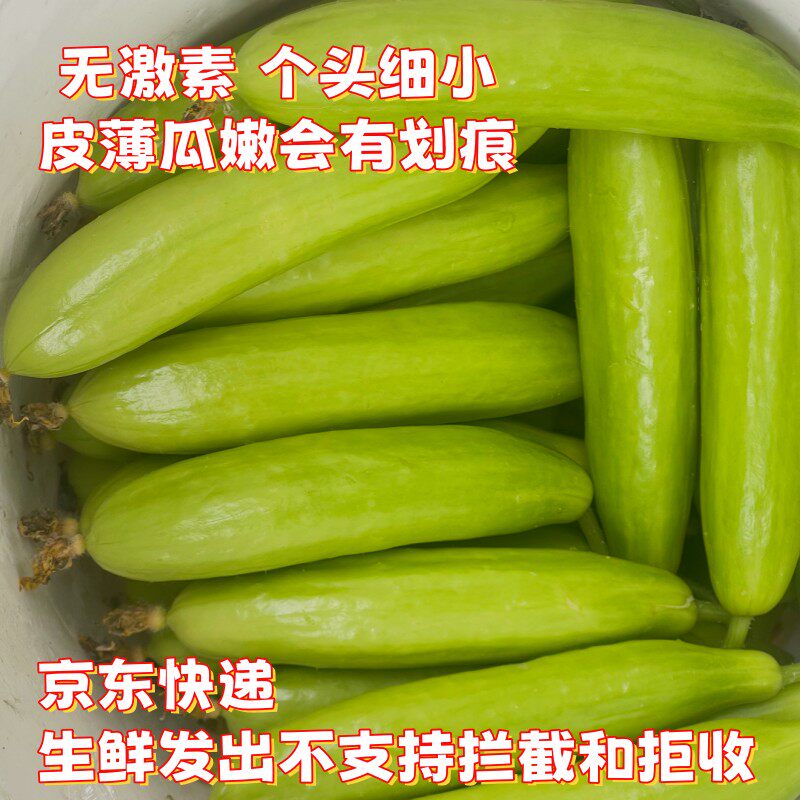 【小吴农场】奶油水果黄瓜 拍2斤发2.5斤 不沾花 现摘现发