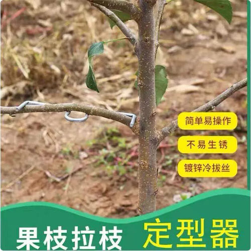 M型果树拉枝器定型器拿弯器梨树别枝拉直压弯开角苹果樱桃树农用