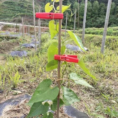 冬瓜夹子百香果绑枝番茄黄瓜丝瓜竹竿上架固定藤蔓塑料防风夹