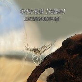 正宗活体花腰虾中华小长臂虾鱼缸除丝藻刚毛藻残渣冷水淡水工具虾