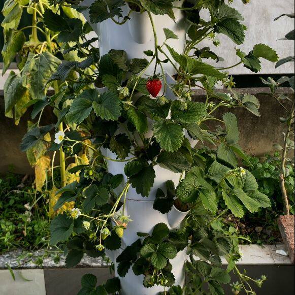 空间树蔬菜水培塔立体种植箱种菜盆架垂直无土栽培设备水培管道