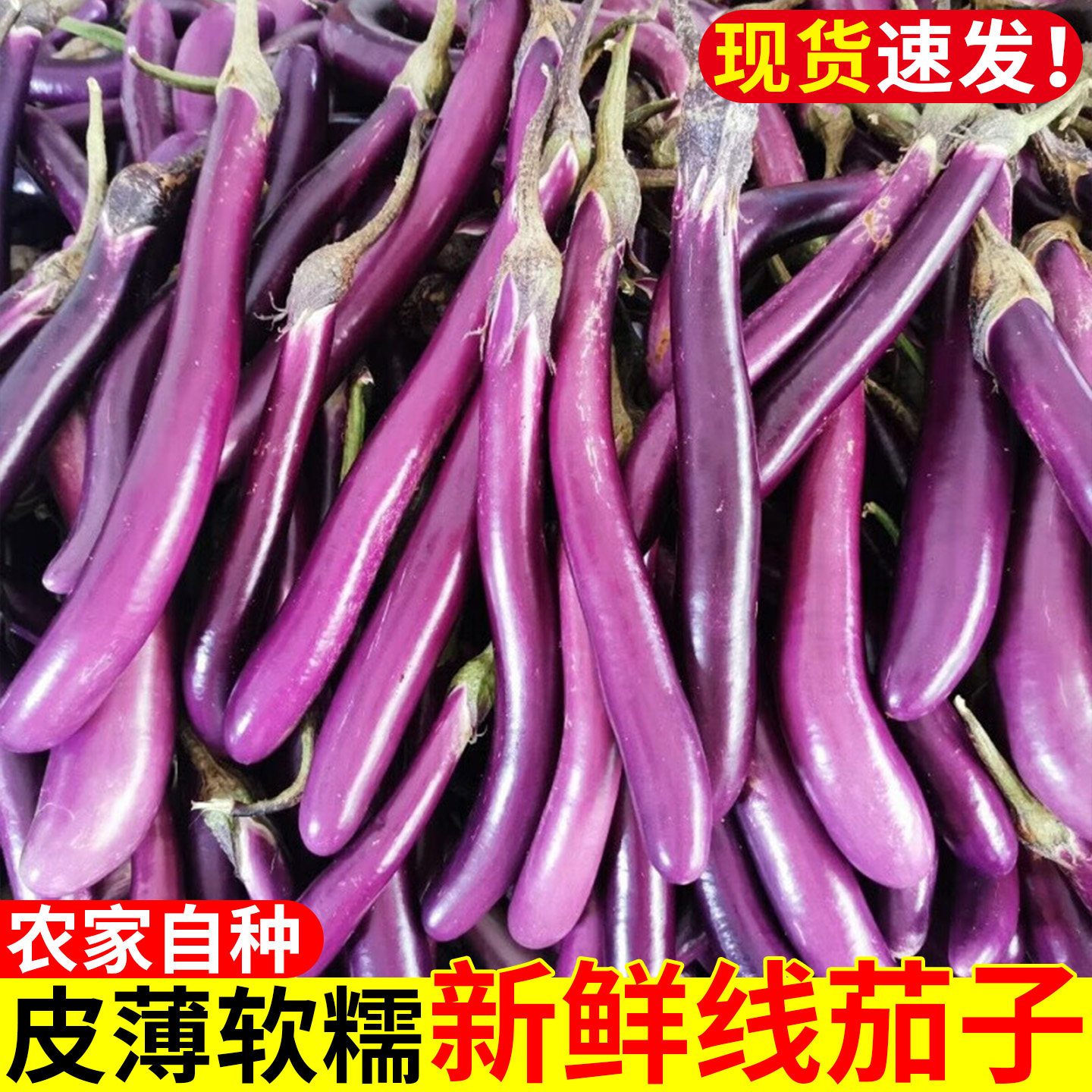 新鲜采摘茄子!个头饱满皮薄软糯