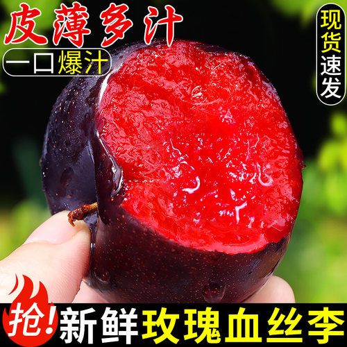 现摘！玫瑰血丝李！清甜多汁！