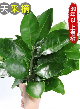 新鲜柚子叶10把带技叶树叶30年老树梅州青团碌柚叶当天现摘包邮