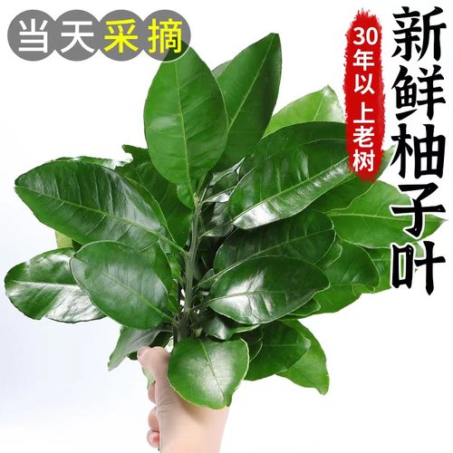 当天新鲜现摘！柚子叶带枝包邮