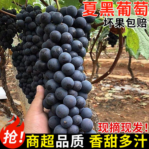 现摘现发！无籽夏黑葡萄！正宗