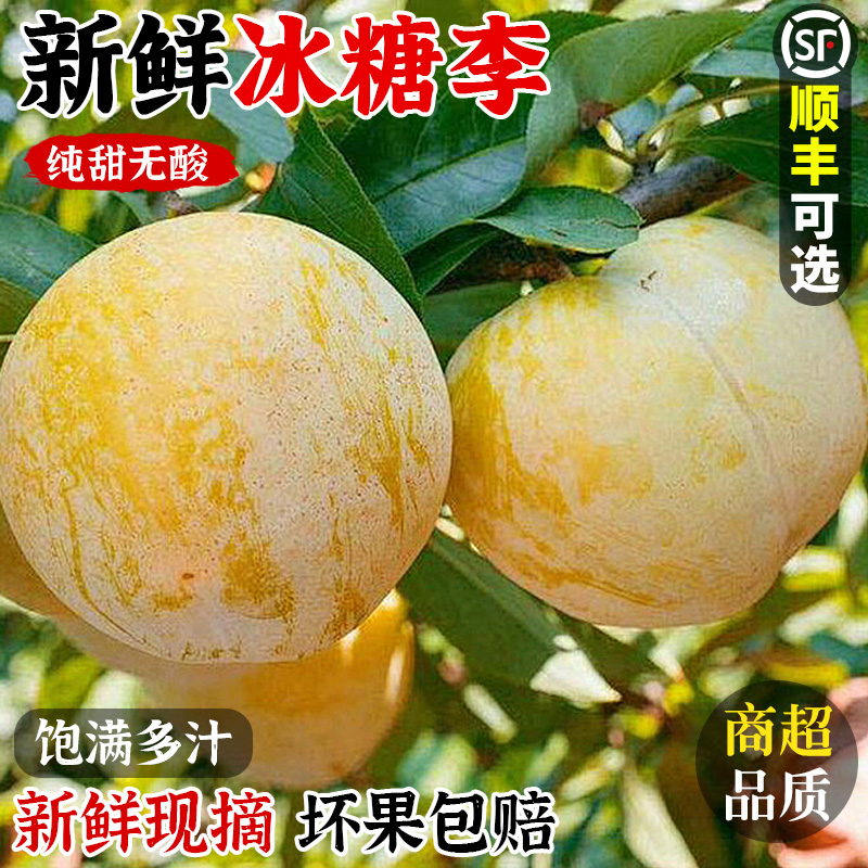 李子界的糖水罐！正宗纯甜冰糖李