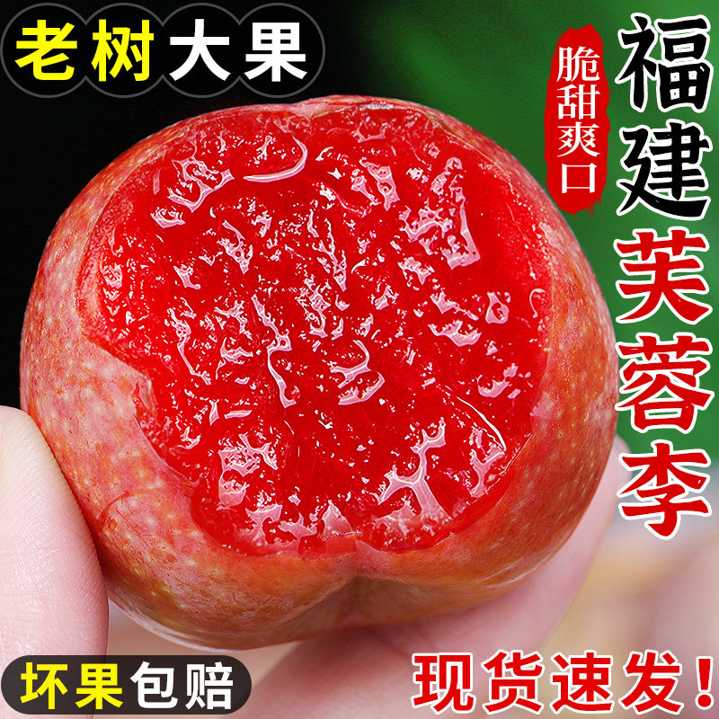 老树大果丨正宗古田芙蓉李丨脆甜