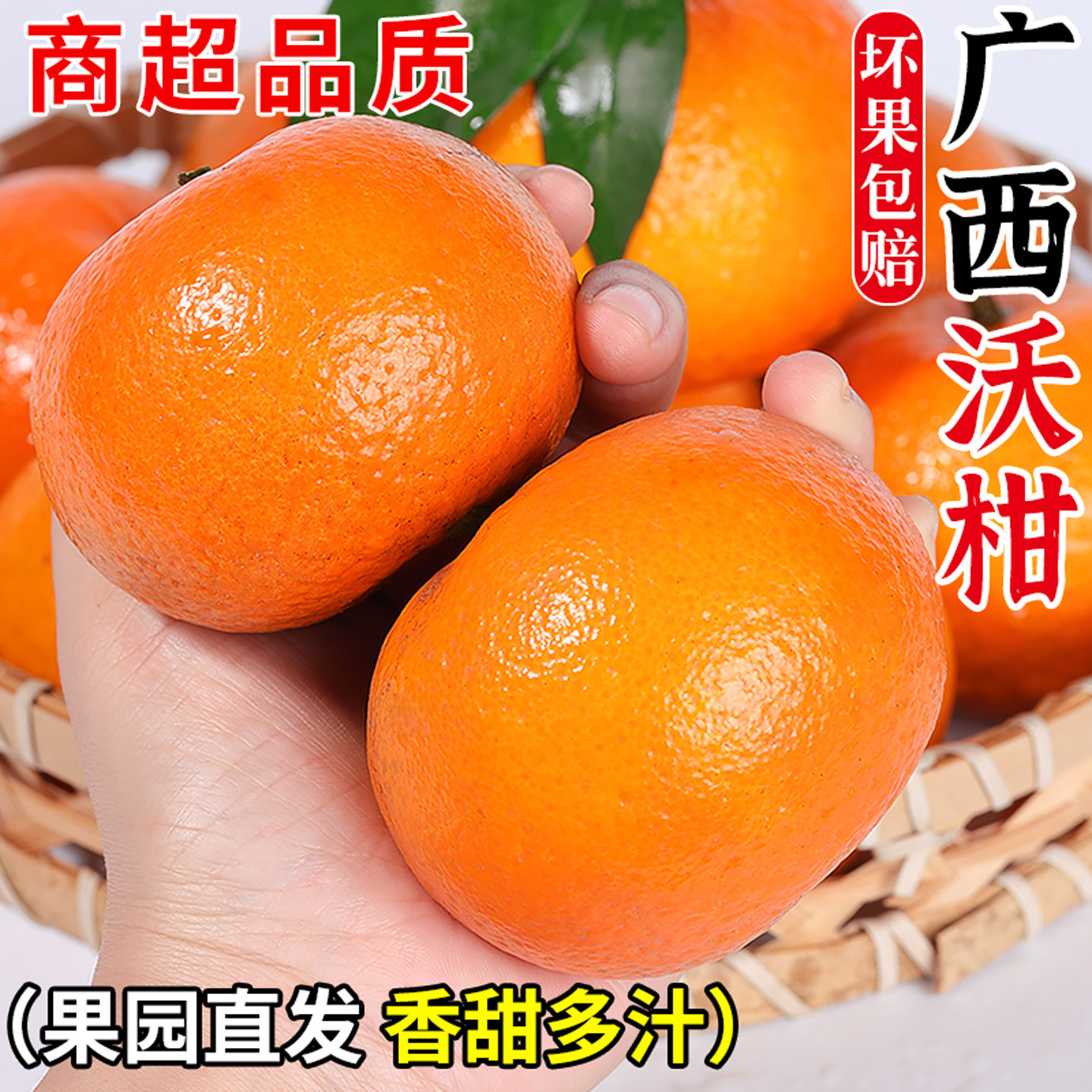 果园现摘现发高山沃柑!甜蜜爆汁