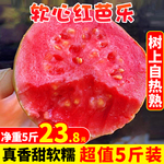 广西软糯红心芭乐5斤新鲜水果番石榴脆甜软糯胭脂红巴乐整箱包邮3