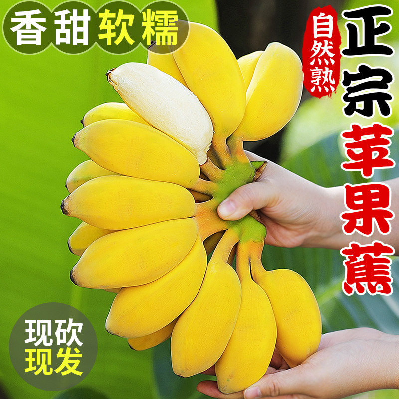 苹果蕉正宗香芭蕉当季整箱新鲜水果现砍小米蕉香蕉粉蕉自然熟包邮
