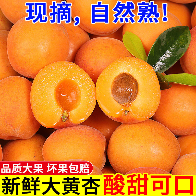 陕西大黄杏子新鲜水果当季孕妇酸杏巨蜜甜杏金太阳杏头茬现摘整箱