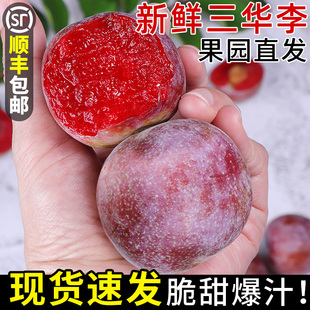 顺丰正宗三华李5斤新鲜李子当季水果现摘红心三月李大果整箱包邮3