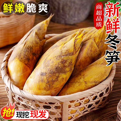 现挖现发丨新鲜冬笋！脆嫩爽口！