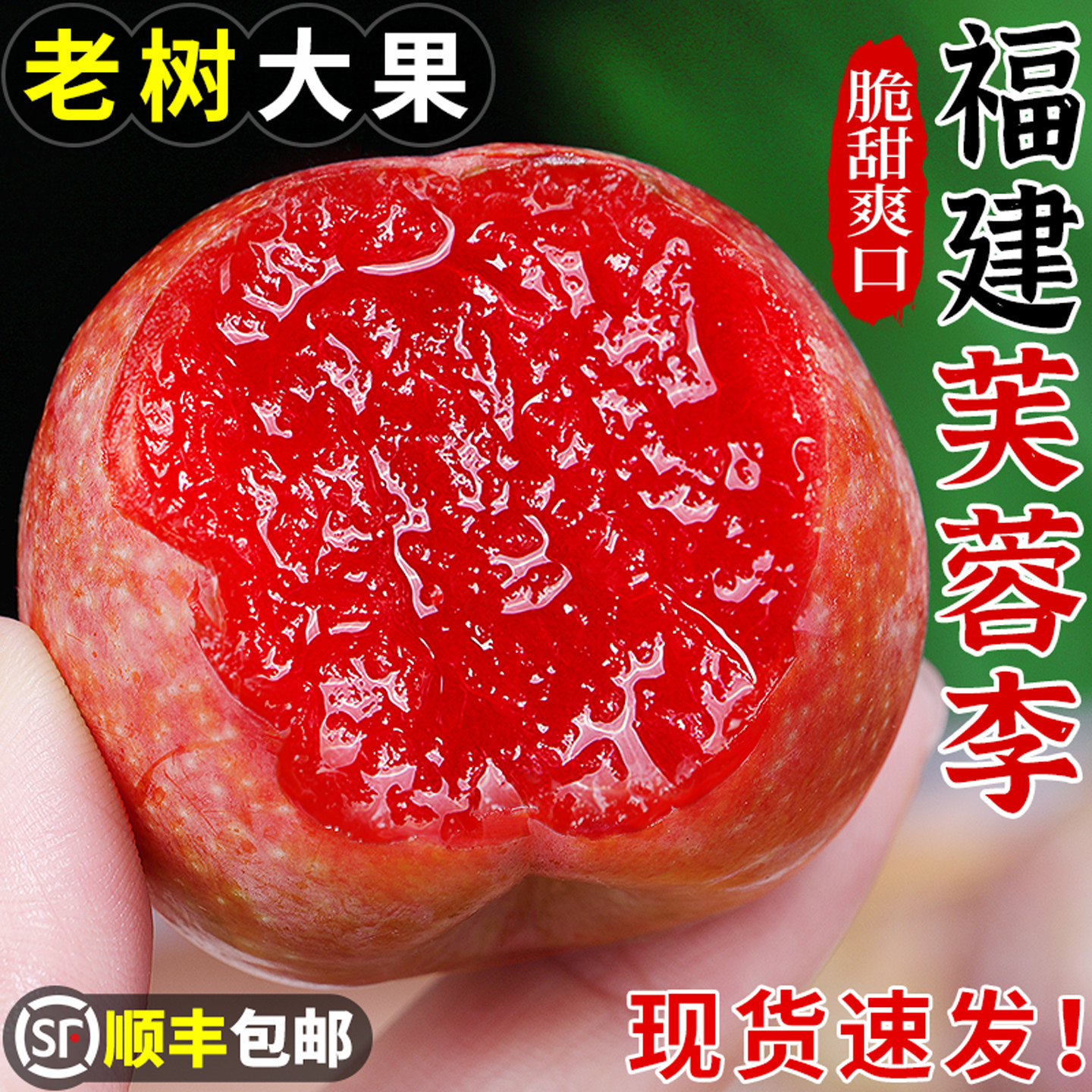 老树大果丨正宗古田芙蓉李丨脆甜