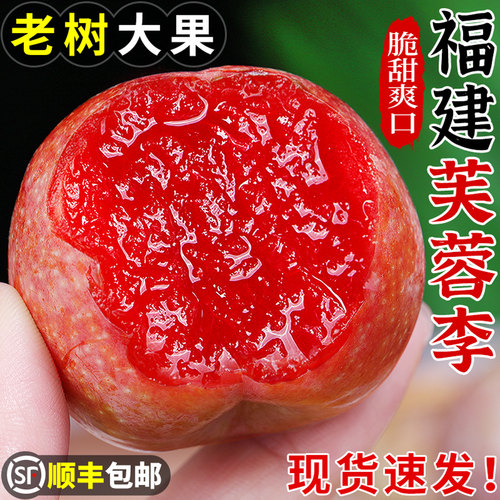 老树大果丨正宗古田芙蓉李丨脆甜