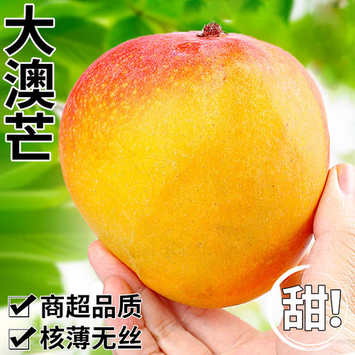 精选品质！澳芒大芒果！现摘现发