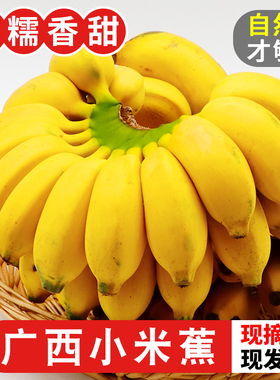 正宗广西小米蕉香蕉10斤当季新鲜水果小香蕉苹果蕉自然熟粉蕉包邮
