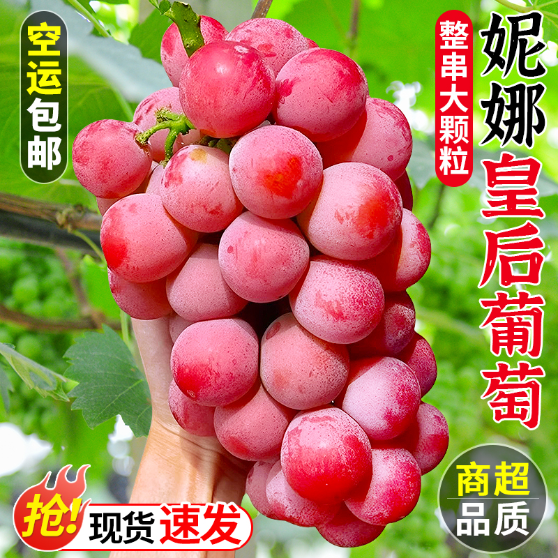 正宗妮娜皇后葡萄无籽红宝石应当季新鲜提子女皇尼娜红提空运包邮